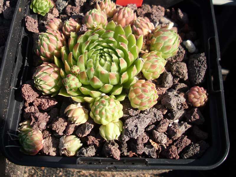 globiferum ssp. hirtum (cf) from Pindulka