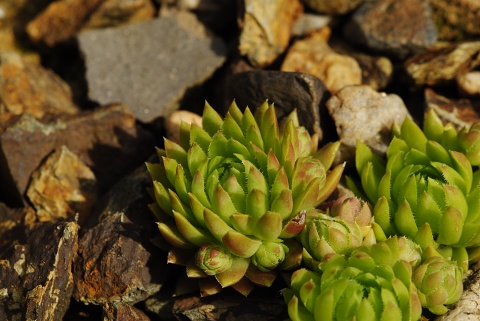 globiferum ssp. hirtum (cf) from Pindulka