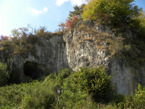 globiferum ssp. hirtum (cf) from Pindulka