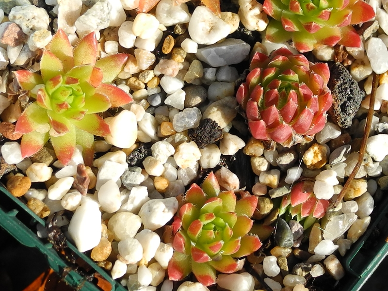 globiferum ssp. hirtum (cf) from Pindulka