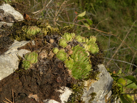 globiferum ssp. hirtum (cf) from Pindulka