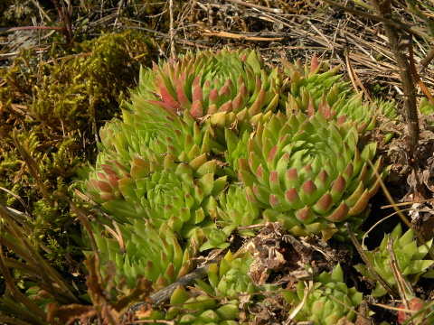 globiferum ssp. hirtum (cf) from Pindulka