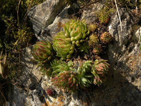 globiferum ssp. hirtum (cf) from Pindulka