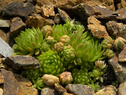 globiferum ssp. hirtum (cf) from Pindulka