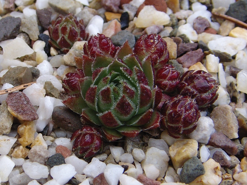 globiferum ssp. hirtum (glabrescens)