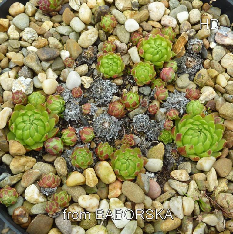 globiferum ssp. hirtum (glabrescens) from Baborska