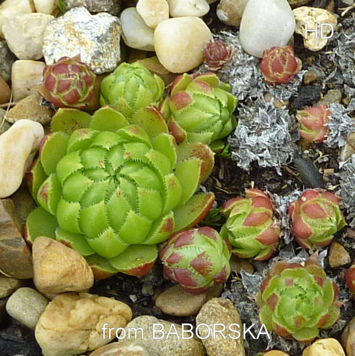 globiferum ssp. hirtum (glabrescens) from Baborska
