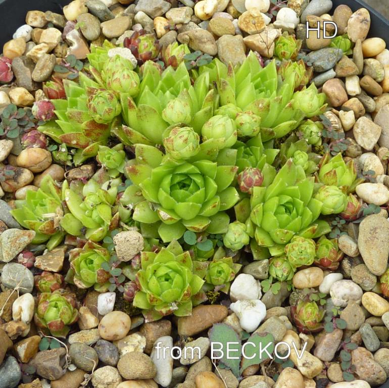 globiferum ssp. hirtum (glabrescens) from Beckov