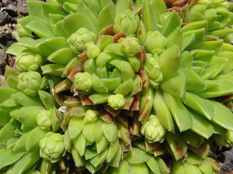 globiferum ssp. hirtum (glabrescens) from Beckov
