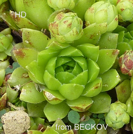 globiferum ssp. hirtum (glabrescens) from Beckov