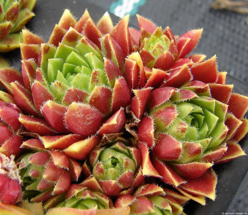 globiferum ssp. hirtum (glabrescens) from Beckov