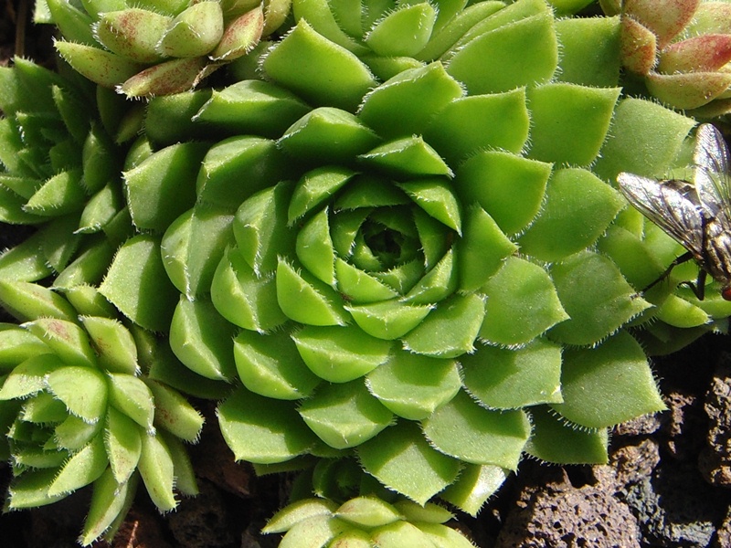 globiferum ssp. hirtum (glabrescens) from Beckov