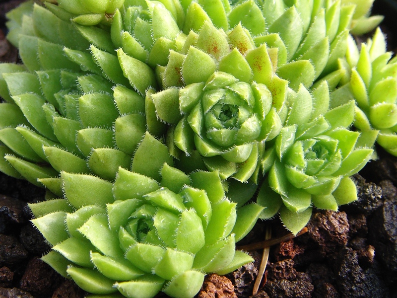 globiferum ssp. hirtum (glabrescens) from Beckov