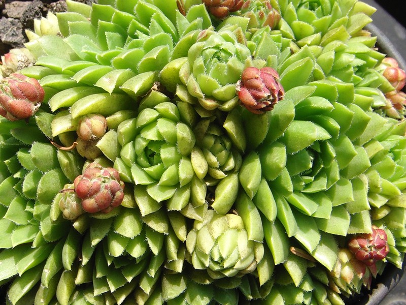 globiferum ssp. hirtum (glabrescens) from Beckov