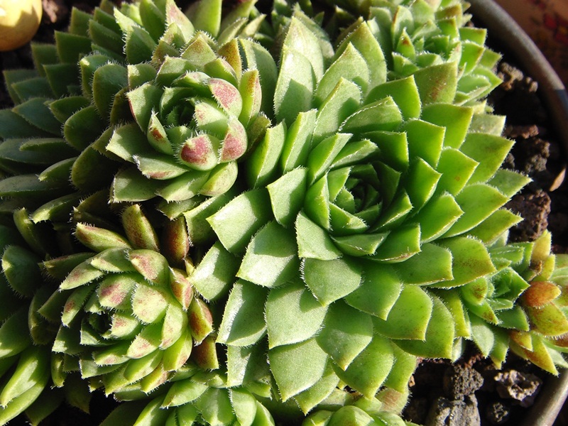 globiferum ssp. hirtum (glabrescens) from Beckov