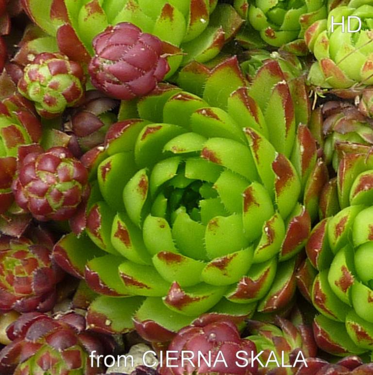 globiferum ssp. hirtum (glabrescens) from Cierna Skala