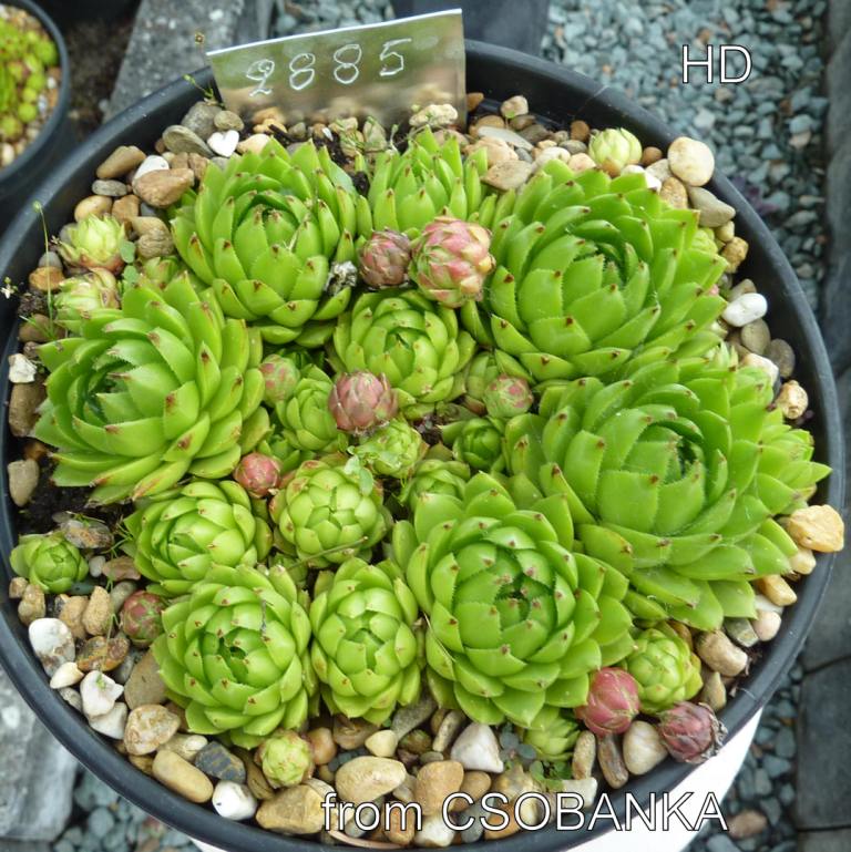 globiferum ssp. hirtum (glabrescens) from Csobanka