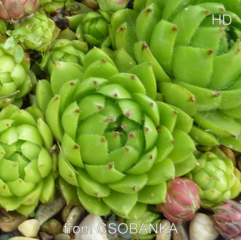 globiferum ssp. hirtum (glabrescens) from Csobanka