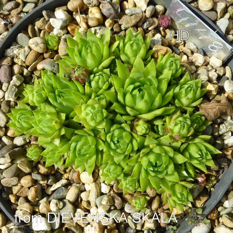 globiferum ssp. hirtum (glabrescens) from Dievenska Skala