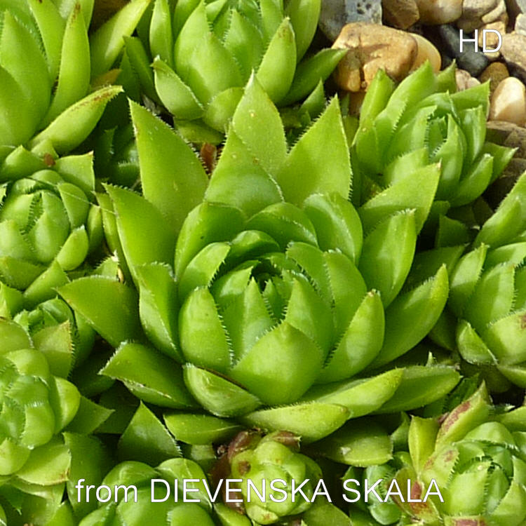 globiferum ssp. hirtum (glabrescens) from Dievenska Skala