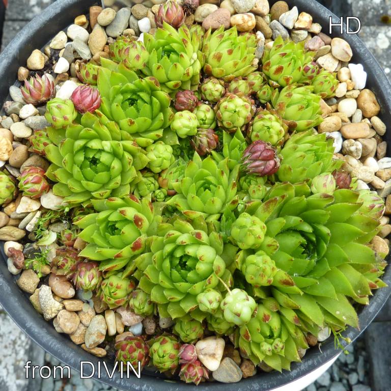 globiferum ssp. hirtum (glabrescens) from Divin