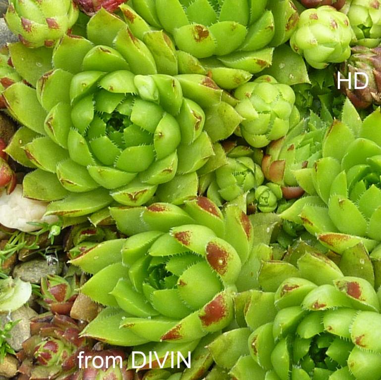 globiferum ssp. hirtum (glabrescens) from Divin