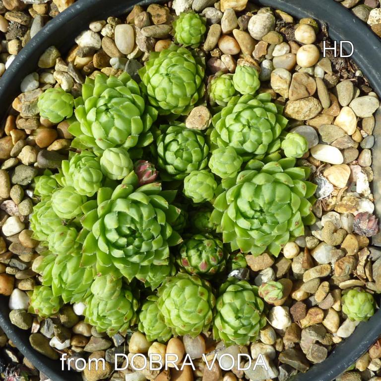 globiferum ssp. hirtum (glabrescens) from Dobra Voda