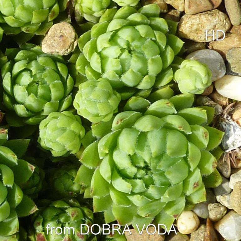 globiferum ssp. hirtum (glabrescens) from Dobra Voda