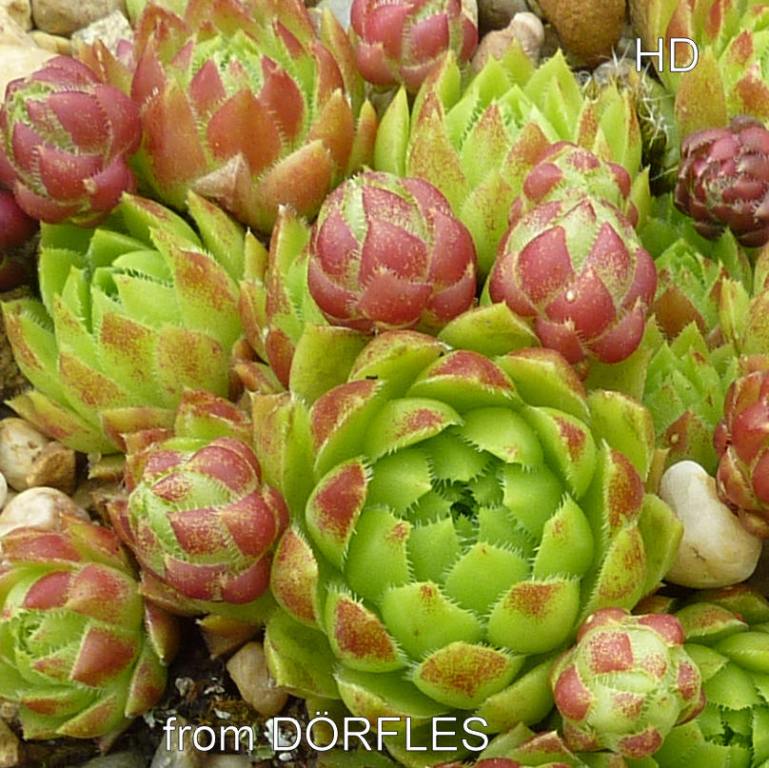 globiferum ssp. hirtum (glabrescens) from Dörfles A