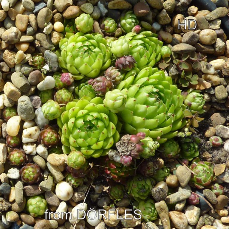 globiferum ssp. hirtum (glabrescens) from Dörfles B