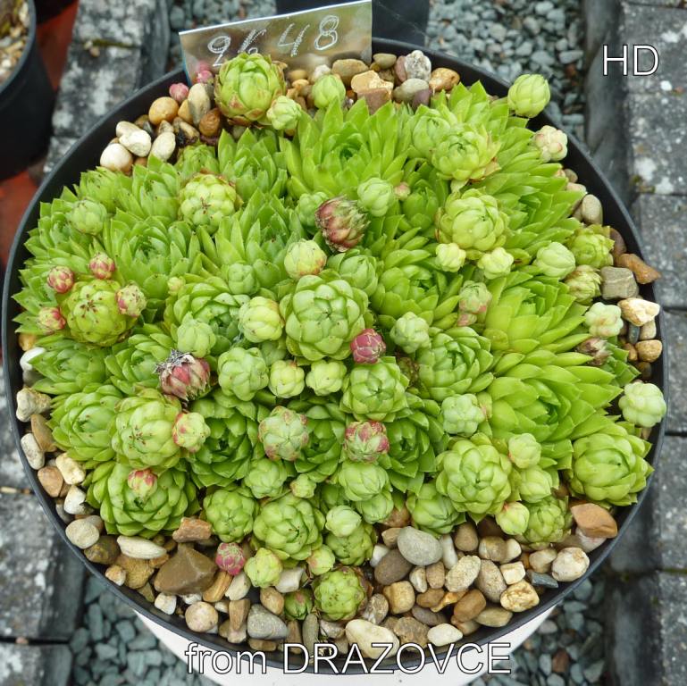 globiferum ssp. hirtum (glabrescens) from Drazovce A