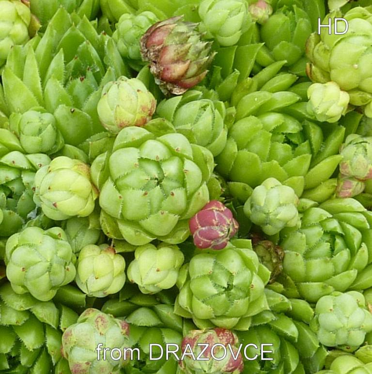 globiferum ssp. hirtum (glabrescens) from Drazovce A