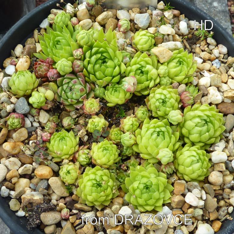 globiferum ssp. hirtum (glabrescens) from Drazovce B