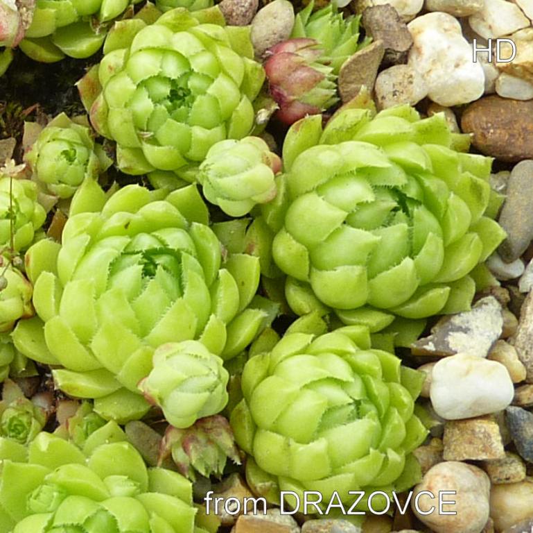 globiferum ssp. hirtum (glabrescens) from Drazovce B
