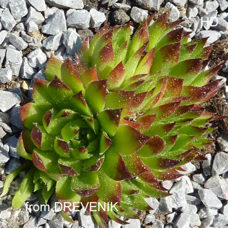 globiferum ssp. hirtum (glabrescens) from Drevenik