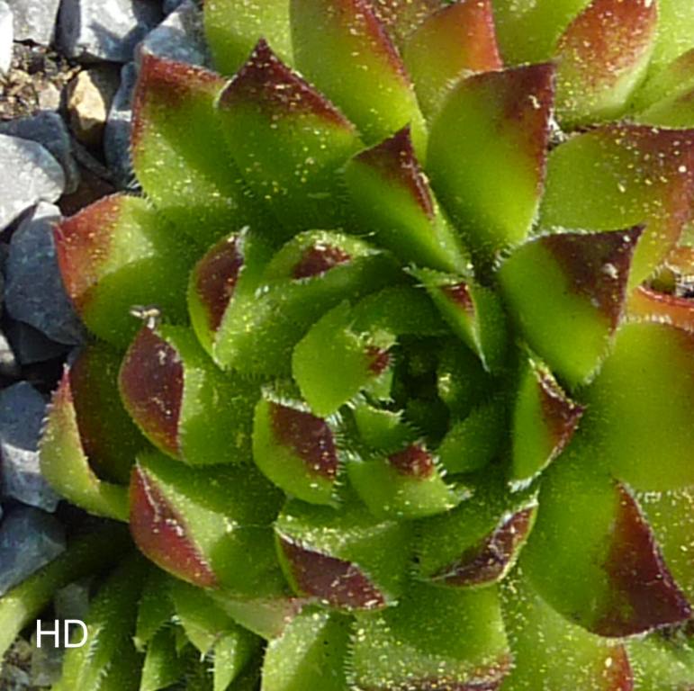 globiferum ssp. hirtum (glabrescens) from Drevenik