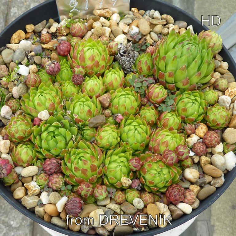 globiferum ssp. hirtum (glabrescens) from Drevenik
