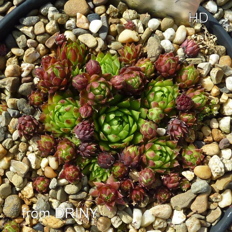 globiferum ssp. hirtum (glabrescens) from Driny A