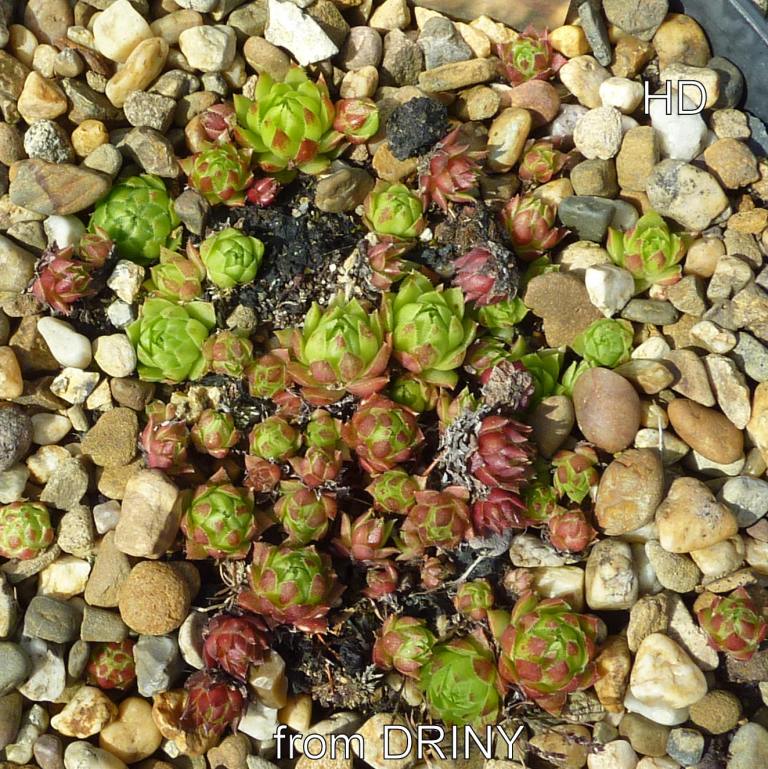 globiferum ssp. hirtum (glabrescens) from Driny B