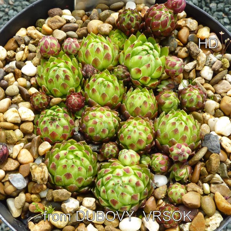 globiferum ssp. hirtum (glabrescens) from Dubovy Vrsok A