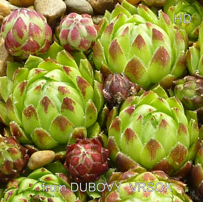globiferum ssp. hirtum (glabrescens) from Dubovy Vrsok A