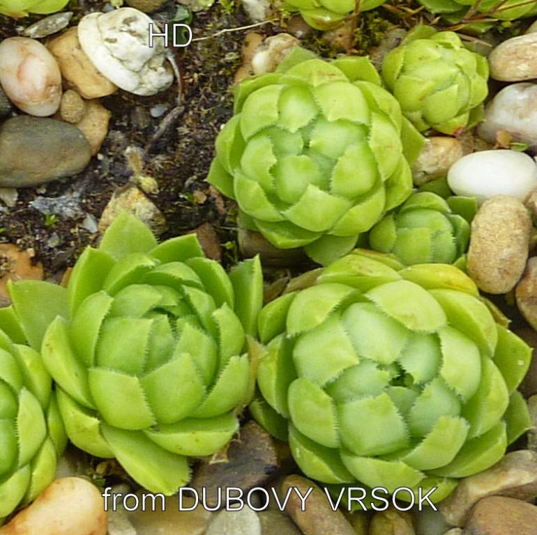 globiferum ssp. hirtum (glabrescens) from Dubovy Vrsok B