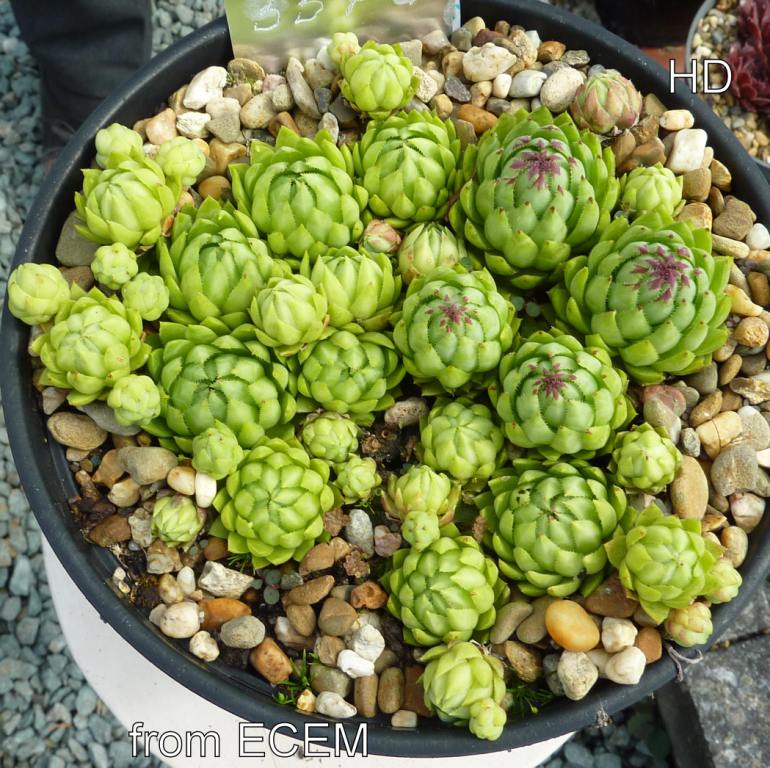globiferum ssp. hirtum (glabrescens) from Ecem