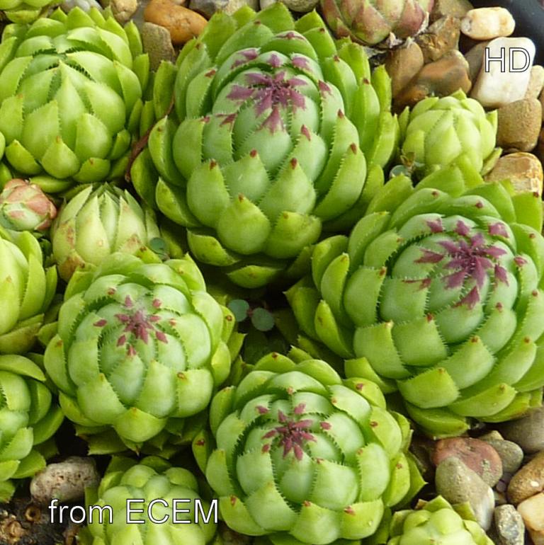 globiferum ssp. hirtum (glabrescens) from Ecem