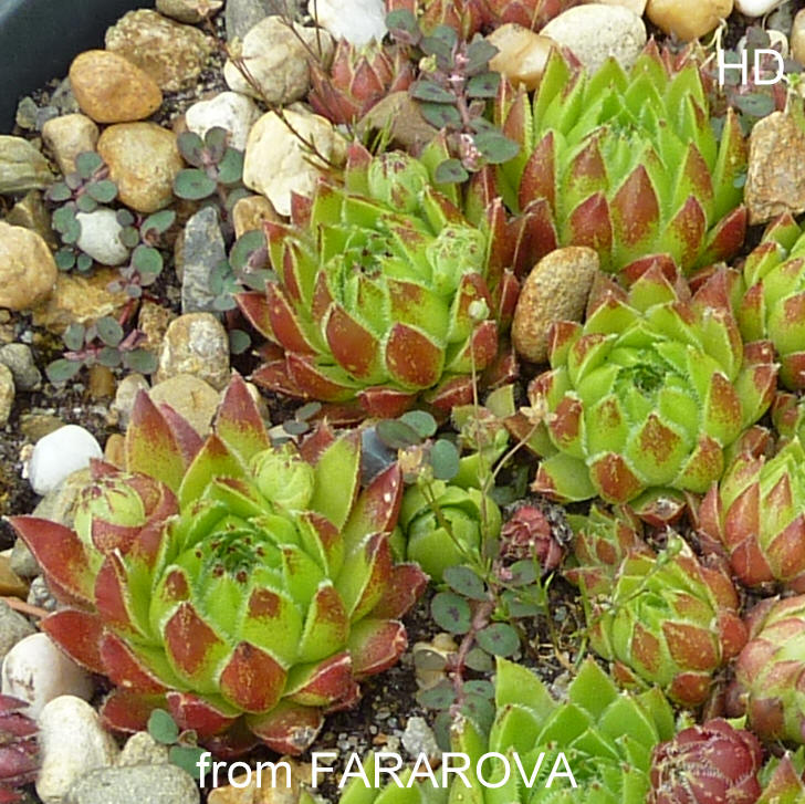 globiferum ssp. hirtum (glabrescens) from Fararova Skala