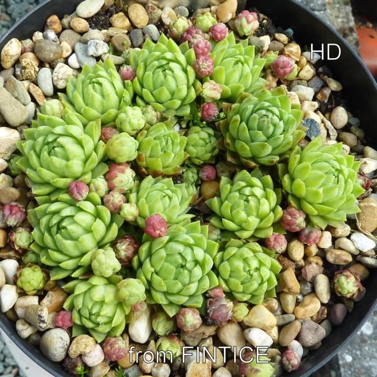 globiferum ssp. hirtum (glabrescens) from Fintice