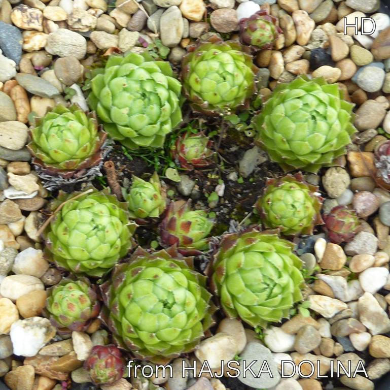 globiferum ssp. hirtum (glabrescens) from Hájska Dolina