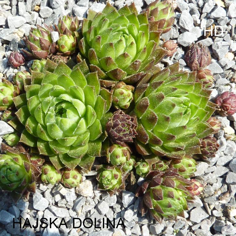 globiferum ssp. hirtum (glabrescens) from Hájska Dolina