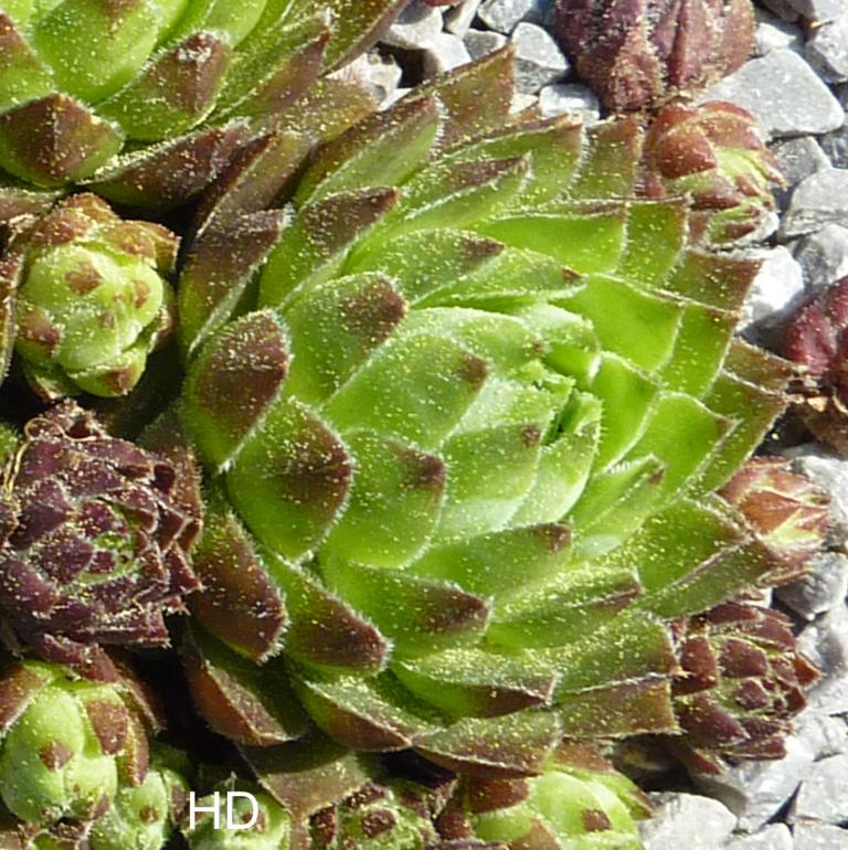 globiferum ssp. hirtum (glabrescens) from Hájska Dolina