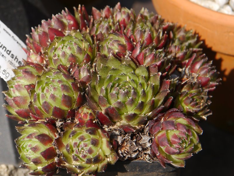 globiferum ssp. hirtum (glabrescens) from Hundsheimer Berge